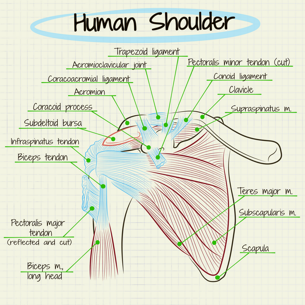 Human Shoulder Anatomy including the Rotator Cuff. What is the Rotator Cuff