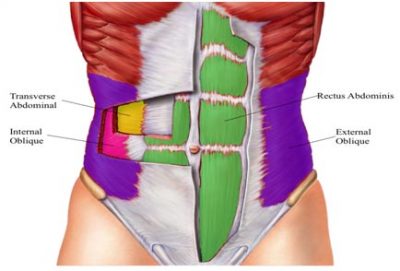 core abdominal muscles