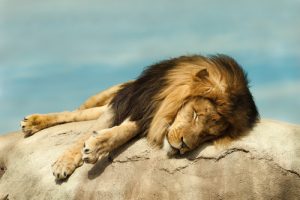 Importance of Sleep