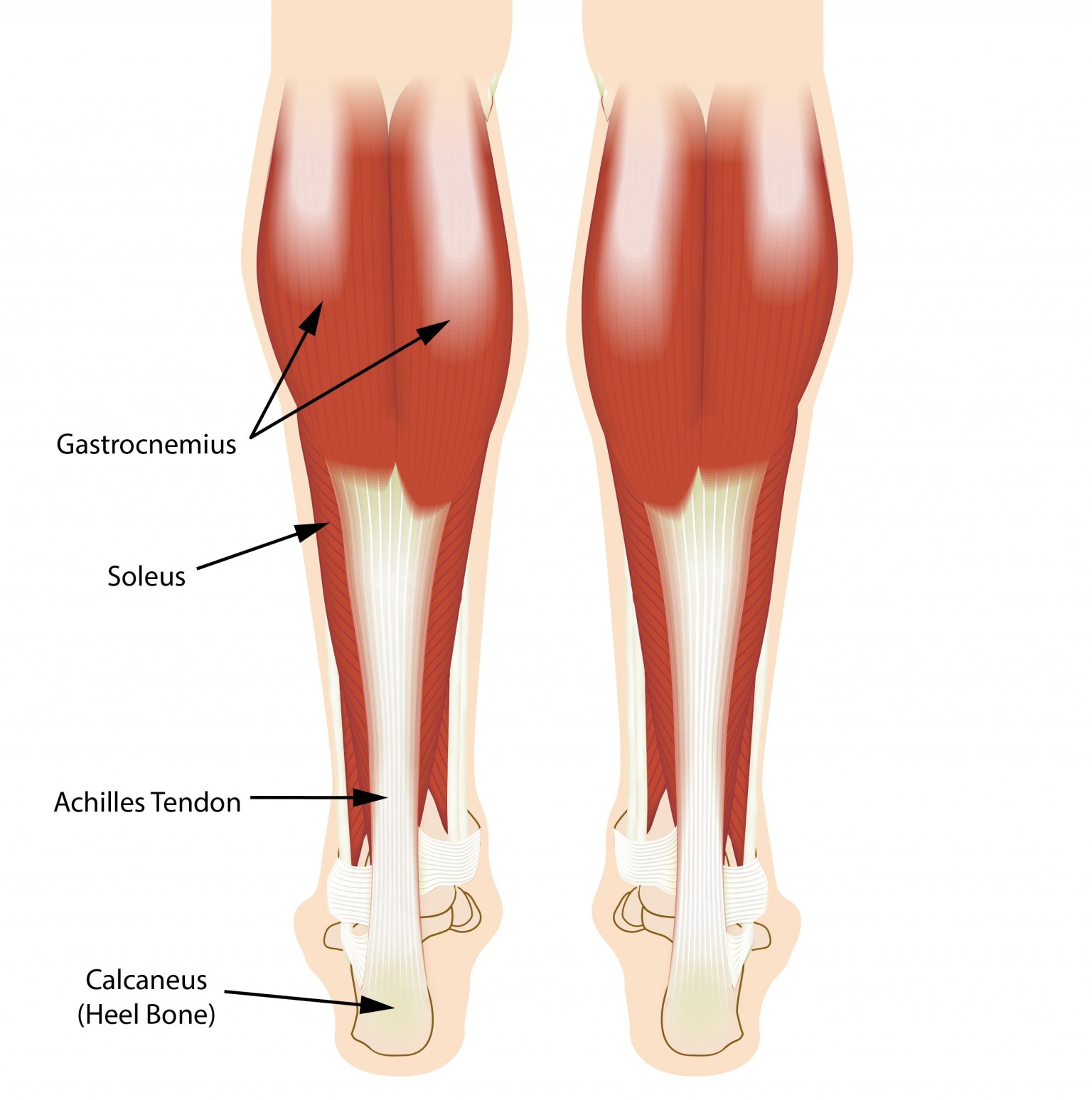 anatomy of the Achilles - Larson Sports and Orthopaedics