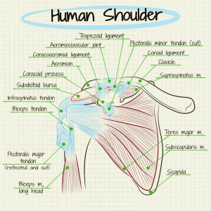 Human Shoulder Anatomy including the Rotator Cuff