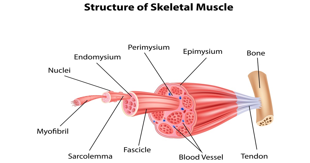 muscle and tendon structure Larson Sports and Orthopaedics